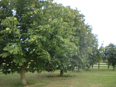 Horse Chestnut Trees