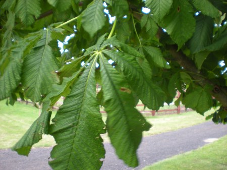 Horse Chestnut Leaf Miner