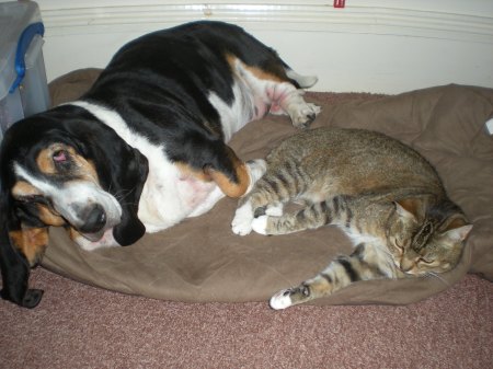 My Basset and My Cat