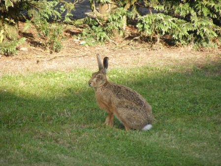 A Stray Hare