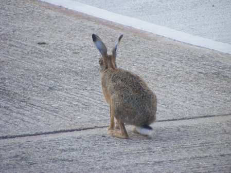 Off Goes the Hare