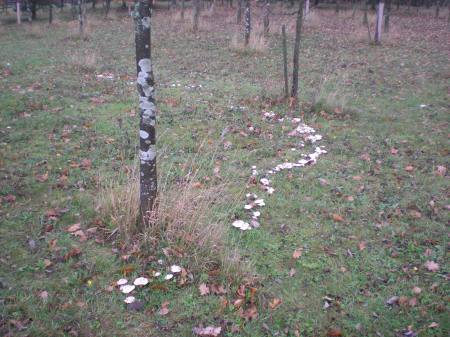 Mushrooms in the Morning - 3 - Click for Large