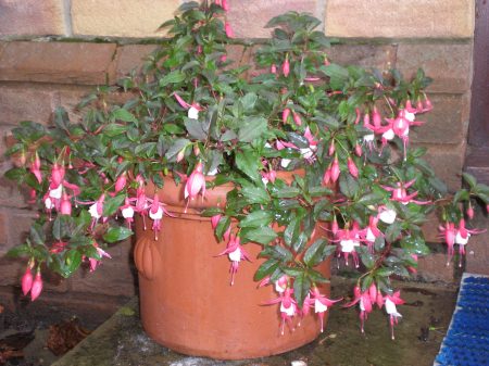 Homebase Hardy Fuchsia "Alice Hoffman" - Click for Large Homebase Hardy Fuchsia "Alice Hoffman" - Click for Large