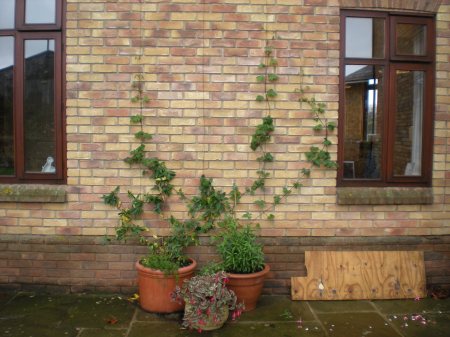 Pot Plants - Click for large Pot Plants - Click for large