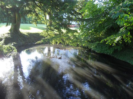 Mallard with Twelve Ducklings