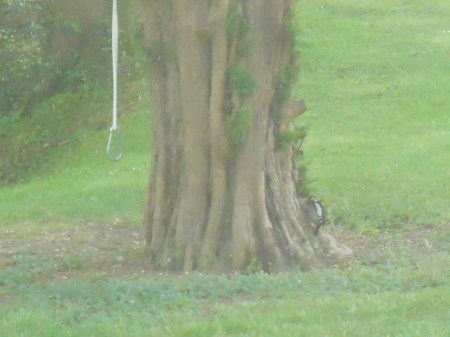 Greater or Lesser Spotted Woodpecker?