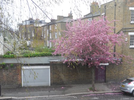 The Cherry Tree by my Window