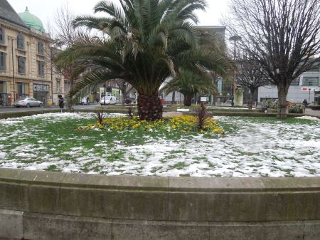 Palm Trees In The Snow