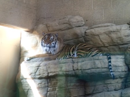 Tiger Shooting In North London