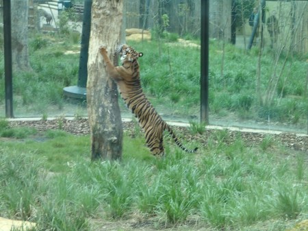 Sumatran Tiger Melati