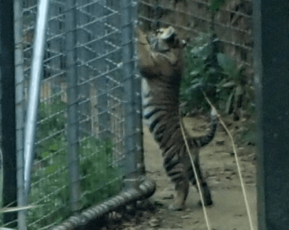 Like Mother Like Cub