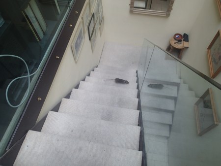 A Visit From A Clean Rat