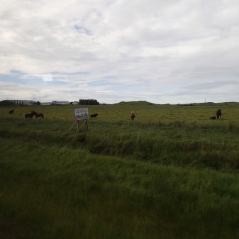 There Are Icelandic Horses Everywhere