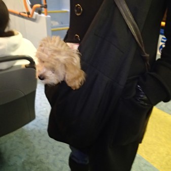 A Pocket Dog