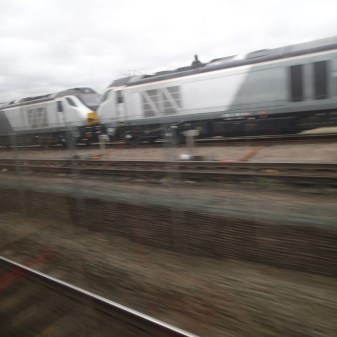Two Nose-To-Nose Turtles
